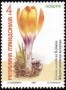 植物:欧洲:北马其顿:mk199901.jpg