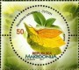 植物:欧洲:北马其顿:mk201703.jpg