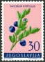 植物:欧洲:南斯拉夫:yu195905.jpg