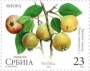 植物:欧洲:塞尔维亚:rs201701.jpg