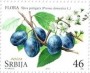 植物:欧洲:塞尔维亚:rs201702.jpg