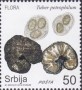 植物:欧洲:塞尔维亚:rs201902.jpg