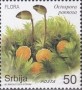 植物:欧洲:塞尔维亚:rs201904.jpg