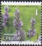 植物:欧洲:塞尔维亚:rs202001.jpg