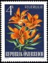植物:欧洲:奥地利:at196605.jpg
