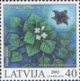 植物:欧洲:拉脱维亚:lv200202.jpg