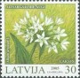 植物:欧洲:拉脱维亚:lv200503.jpg