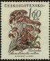 植物:欧洲:捷克斯洛伐克:cs195805.jpg