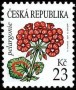 植物:欧洲:捷克:cz200703.jpg