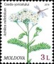 植物:欧洲:摩尔多瓦:md201605.jpg