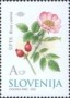 植物:欧洲:斯洛文尼亚:si200201.jpg