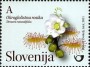 植物:欧洲:斯洛文尼亚:si201101.jpg
