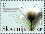 植物:欧洲:斯洛文尼亚:si201103.jpg