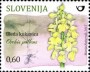植物:欧洲:斯洛文尼亚:si201501.jpg