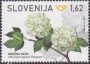 植物:欧洲:斯洛文尼亚:si202103.jpg