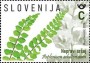 植物:欧洲:斯洛文尼亚:si202403.jpg