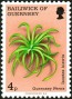 植物:欧洲:根西岛:gg197502.jpg