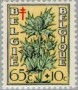 植物:欧洲:比利时:be194902.jpg