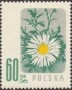 植物:欧洲:波兰:pl195701.jpg