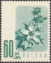 植物:欧洲:波兰:pl195702.jpg