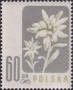植物:欧洲:波兰:pl195703.jpg
