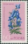 植物:欧洲:波兰:pl196203.jpg
