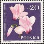 植物:欧洲:波兰:pl196401.jpg