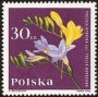 植物:欧洲:波兰:pl196402.jpg