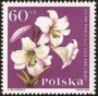 植物:欧洲:波兰:pl196405.jpg