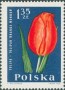 植物:欧洲:波兰:pl196407.jpg