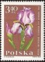 植物:欧洲:波兰:pl196411.jpg