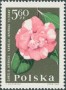 植物:欧洲:波兰:pl196412.jpg