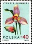 植物:欧洲:波兰:pl196503.jpg