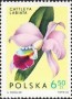 植物:欧洲:波兰:pl196509.jpg