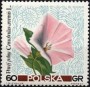 植物:欧洲:波兰:pl196709.jpg