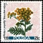 植物:欧洲:波兰:pl196711.jpg