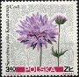 植物:欧洲:波兰:pl196713.jpg