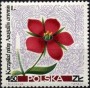 植物:欧洲:波兰:pl196714.jpg