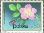 植物:欧洲:波兰:pl197202.jpg