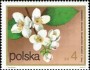 植物:欧洲:波兰:pl197207.jpg