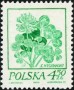 植物:欧洲:波兰:pl197406.jpg