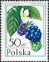 植物:欧洲:波兰:pl197701.jpg