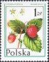 植物:欧洲:波兰:pl197703.jpg