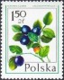 植物:欧洲:波兰:pl197704.jpg