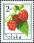 植物:欧洲:波兰:pl197705.jpg