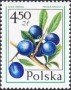 植物:欧洲:波兰:pl197706.jpg