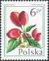 植物:欧洲:波兰:pl197707.jpg