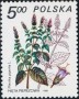 植物:欧洲:波兰:pl198004.jpg