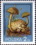植物:欧洲:波兰:pl198008.jpg