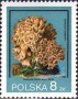 植物:欧洲:波兰:pl198011.jpg